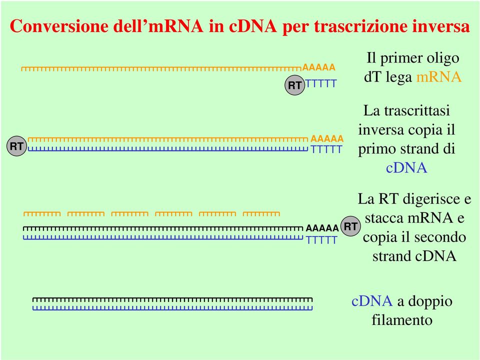 inversa copia il primo strand di cdna AAAAA TTTTT RT La RT