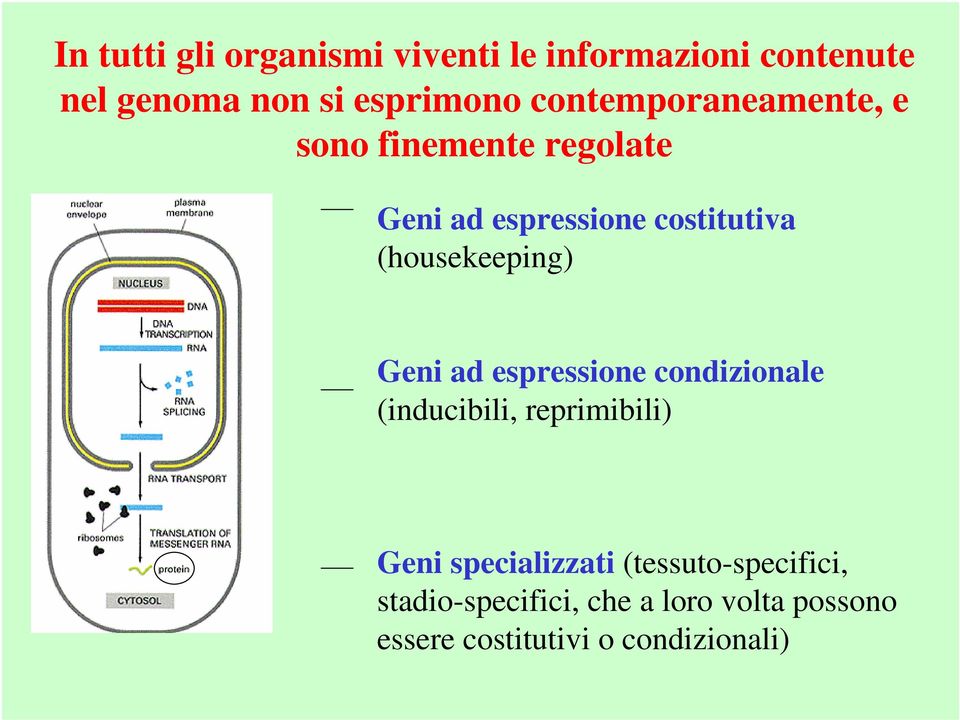 (housekeeping) Geni ad espressione condizionale (inducibili, reprimibili) Geni