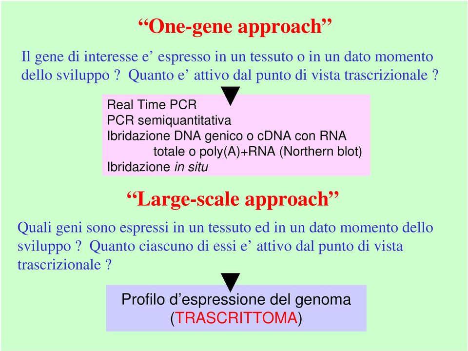 Real Time PCR PCR semiquantitativa Ibridazione DNA genico o cdna con RNA totale o poly(a)+rna (Northern blot) Ibridazione