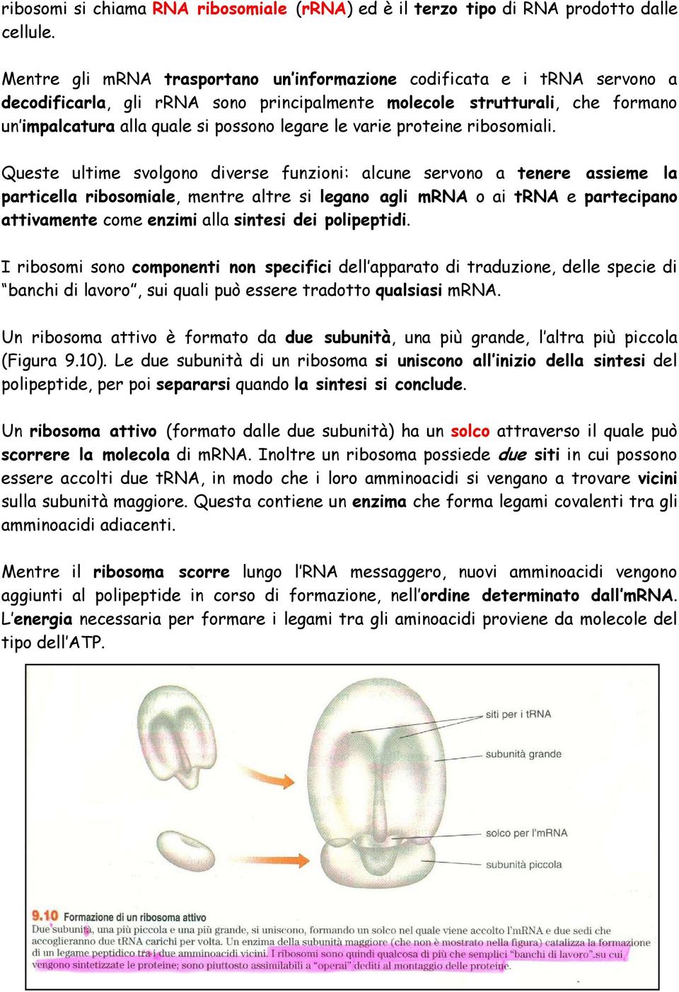 varie proteine ribosomiali.