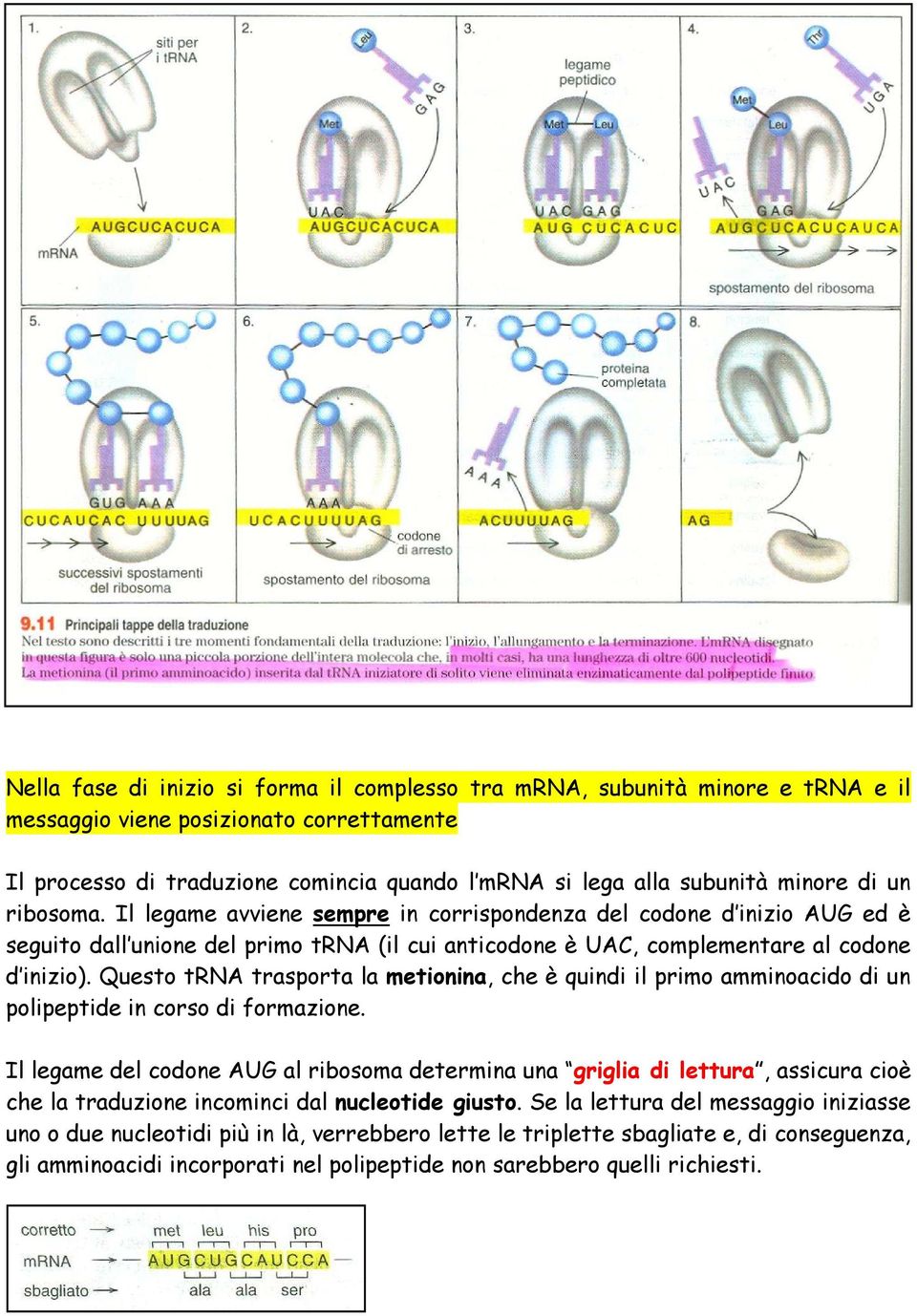 Questo trna trasporta la metionina, che è quindi il primo amminoacido di un polipeptide in corso di formazione.