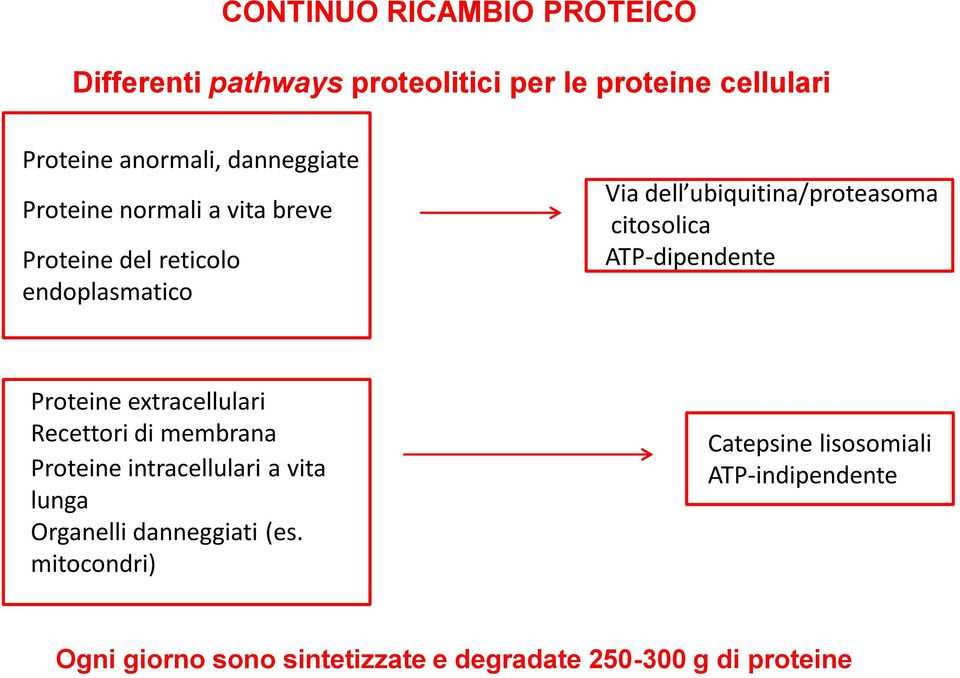 ATP-dipendente Proteine extracellulari Recettori di membrana Proteine intracellulari a vita lunga Organelli