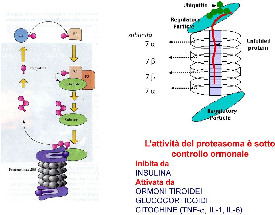 Inibita da INSULINA Attivata da ORMONI