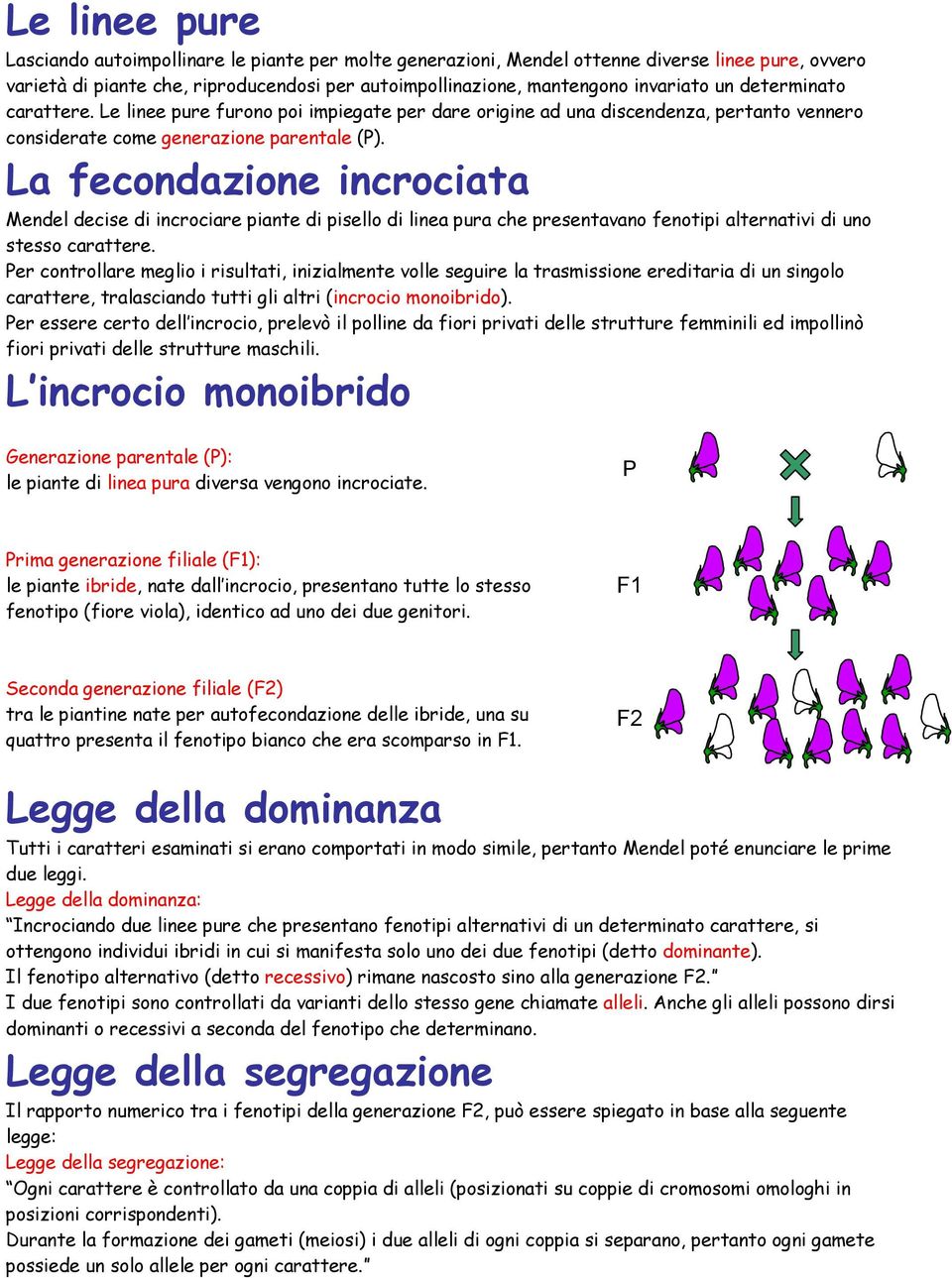 La fecondazione incrociata Mendel decise di incrociare piante di pisello di linea pura che presentaa fetipi alternatii di u stesso carattere.