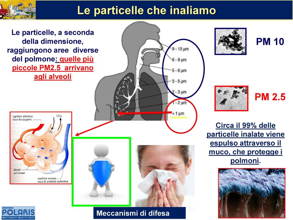 5 arrivano agli alveoli PM 10 PM 2.