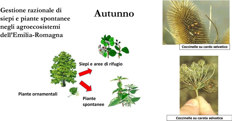 su cardo selvatico Siepi e aree di rifugio Piante