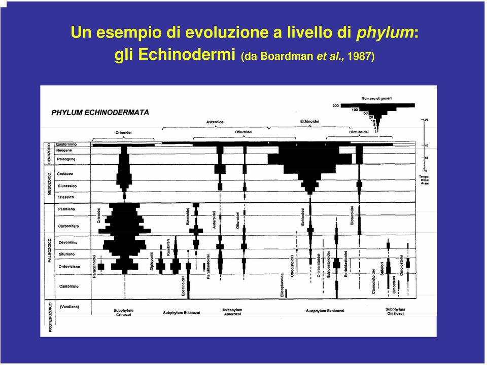 di phylum: gli