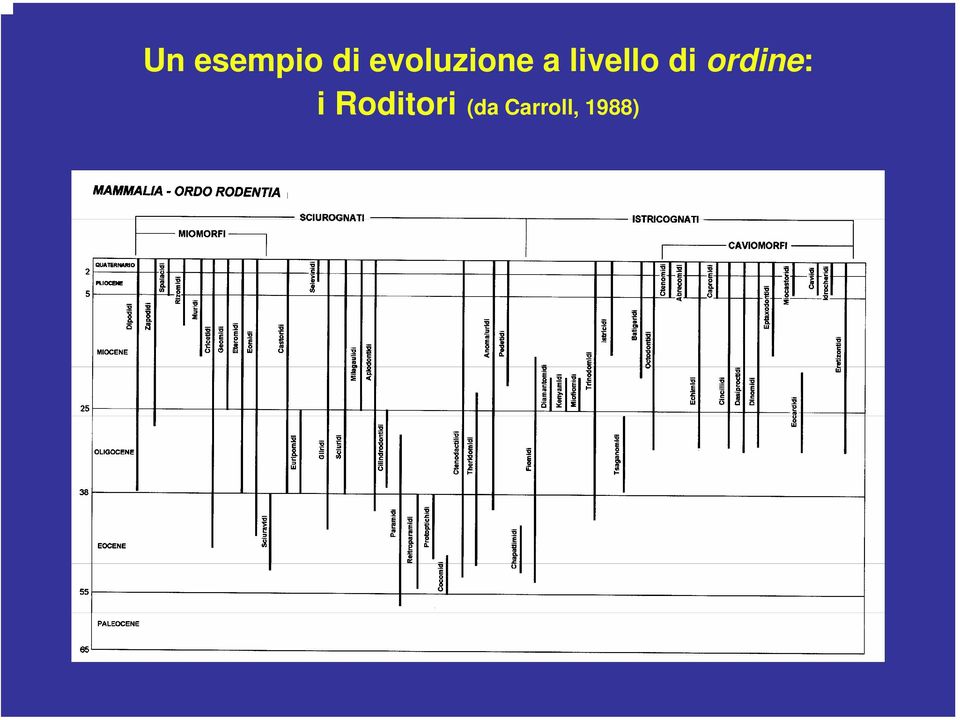 livello di ordine: