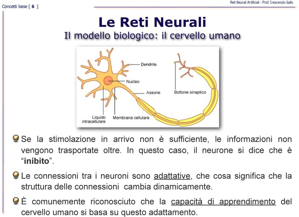 Le connessioni tra i neuroni sono adattative, che cosa significa che la struttura delle connessioni cambia