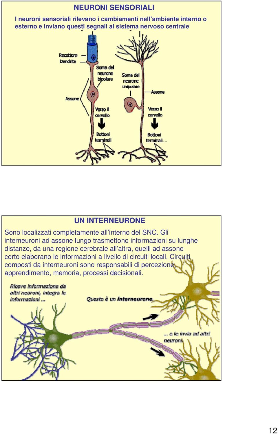 Gli interneuroni ad assone lungo trasmettono informazioni su lunghe distanze, da una regione cerebrale all altra, quelli ad assone