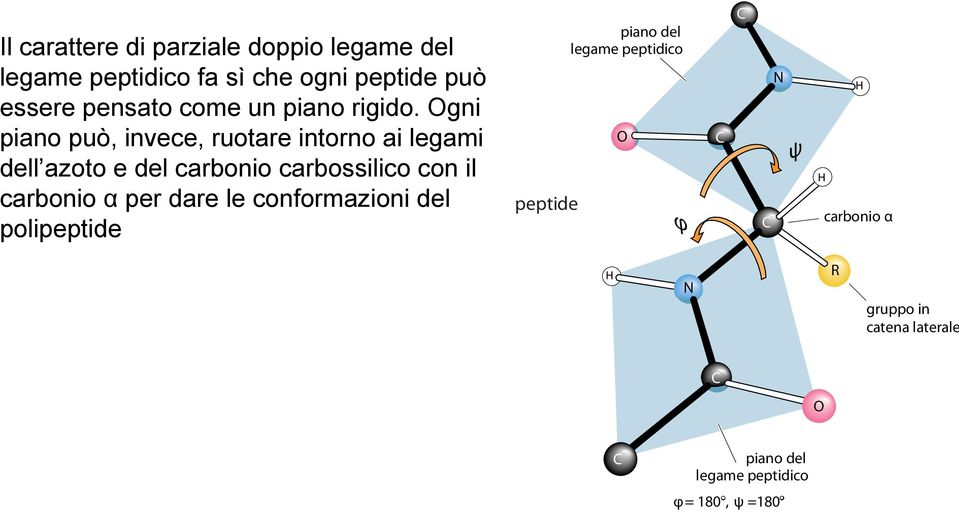 Ogni piano può, invece, ruotare intorno ai legami dell azoto e del carbonio carbossilico con il