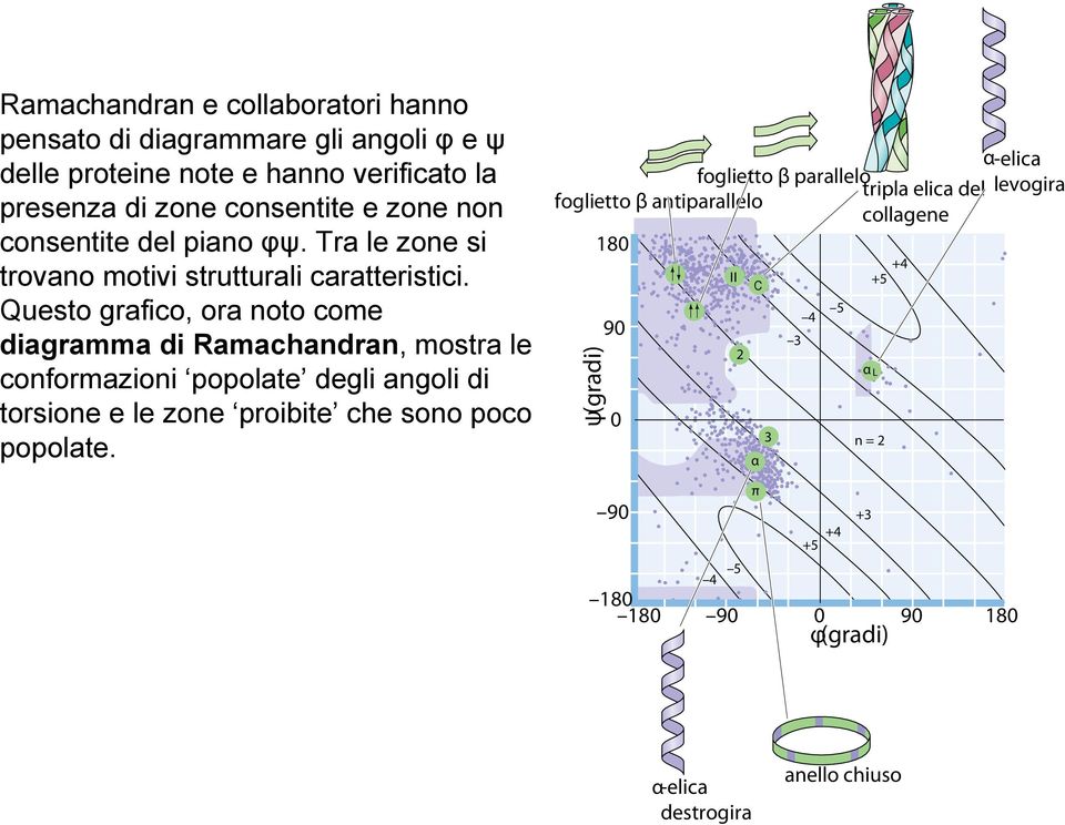 Questo grafico, ora noto come diagramma di Ramachandran, mostra le conformazioni popolate degli angoli di torsione e le zone proibite che sono poco