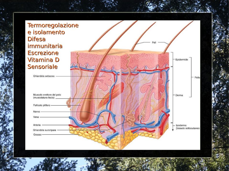 immunitaria