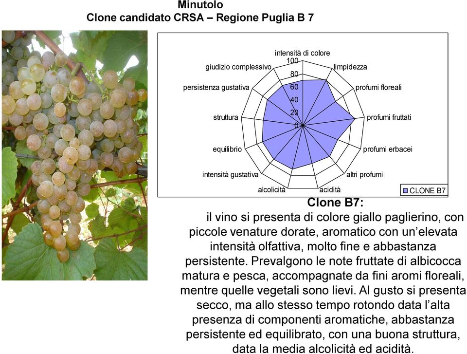 elevata intensità olfattiva, molto fine e abbastanza persistente. Prevalgono le note fruttate di albicocca matura e pesca, accompagnate da fini aromi floreali, mentre quelle vegetali sono lievi.