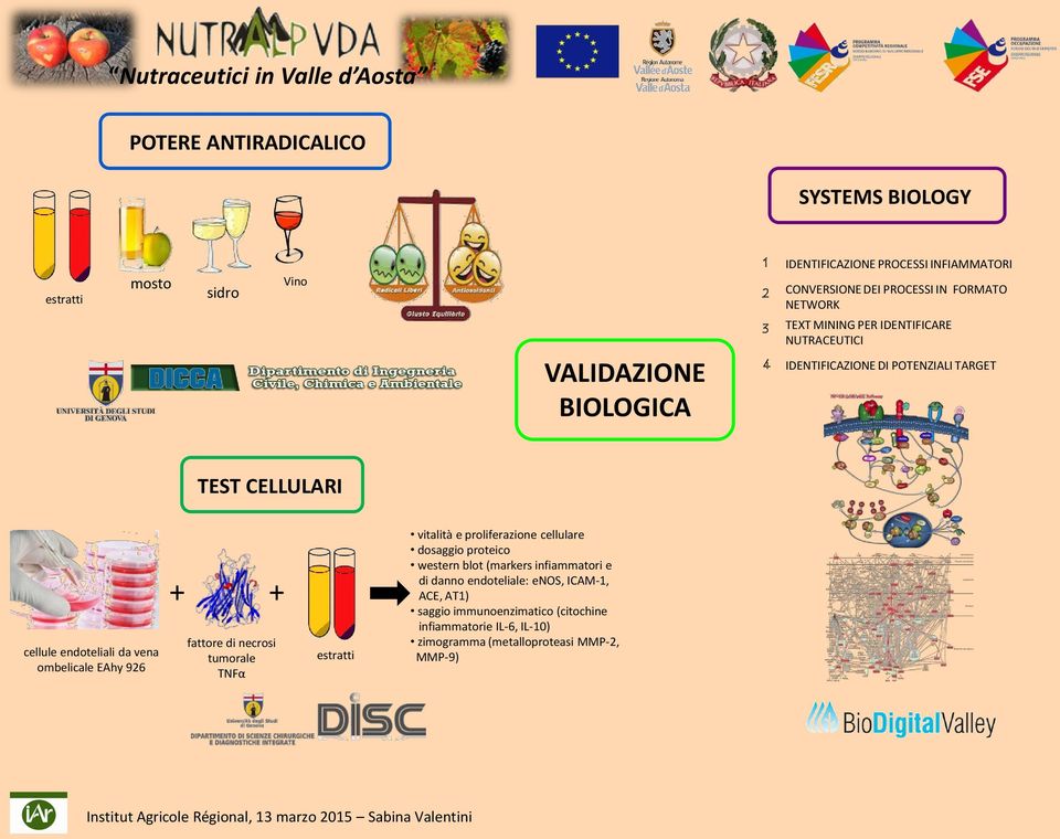 endoteliali da vena ombelicale EAhy 926 + fattore di necrosi tumorale TNFα + estratti vitalità e proliferazione cellulare dosaggio proteico western blot