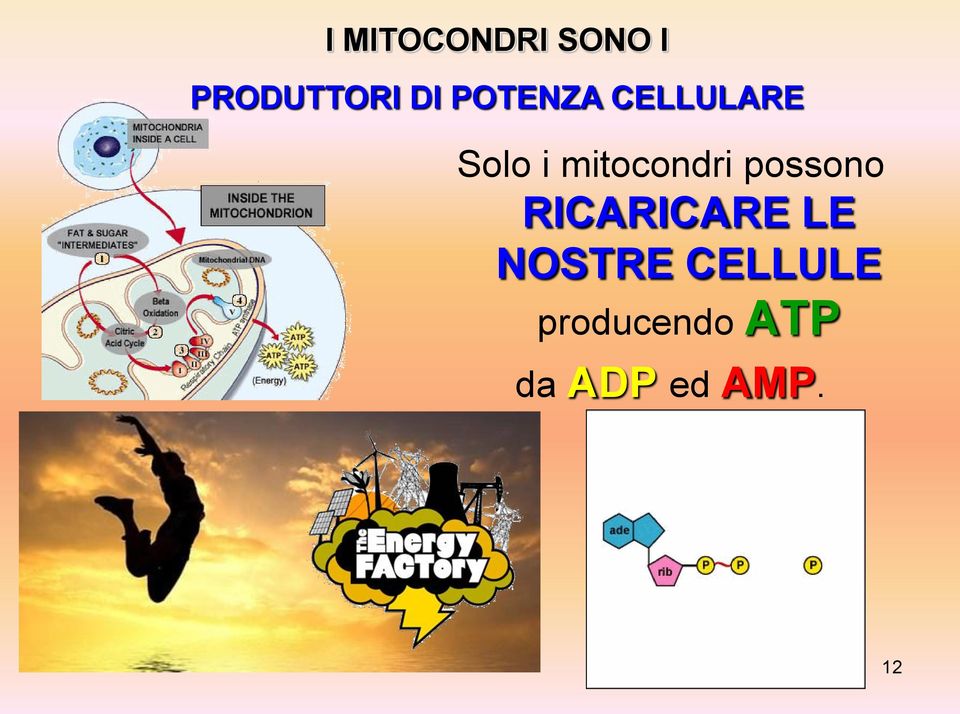 mitocondri possono RICARICARE LE