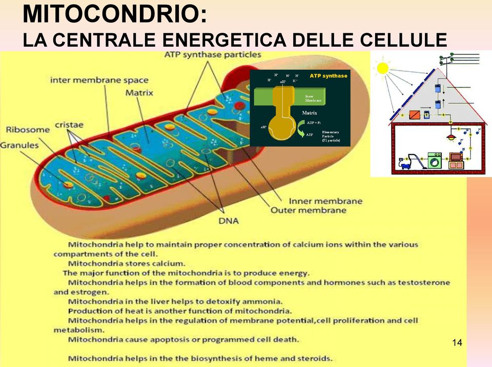 ENERGETICA