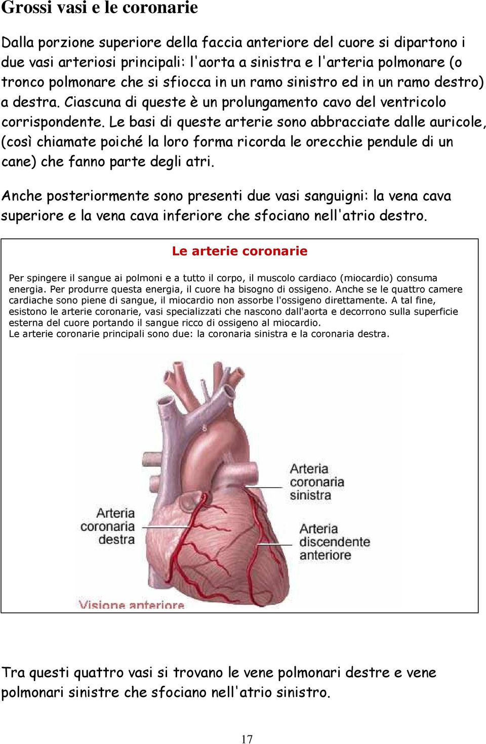 Le basi di queste arterie sono abbracciate dalle auricole, (così chiamate poiché la loro forma ricorda le orecchie pendule di un cane) che fanno parte degli atri.