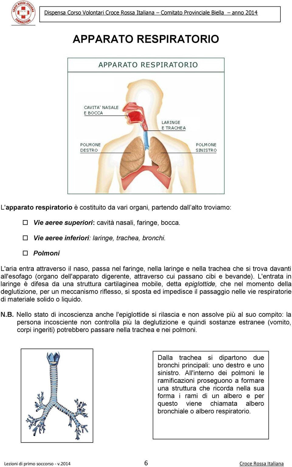 L'entrata in laringe è difesa da una struttura cartilaginea mbile, detta epiglttide, che nel mment della deglutizine, per un meccanism rifless, si spsta ed impedisce il passaggi nelle vie respiratrie