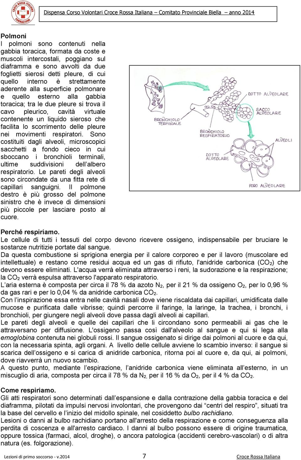 respiratri. Sn cstituiti dagli alveli, micrscpici sacchetti a fnd ciec in cui sbccan i brnchili terminali, ultime suddivisini dell alber respiratri.