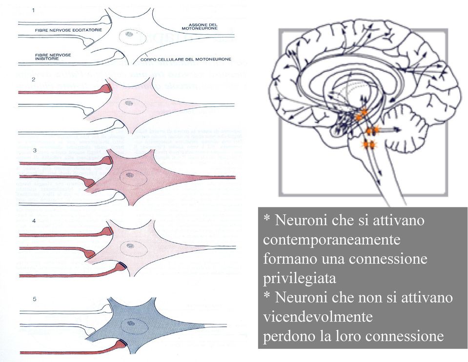 connessione privilegiata * Neuroni che