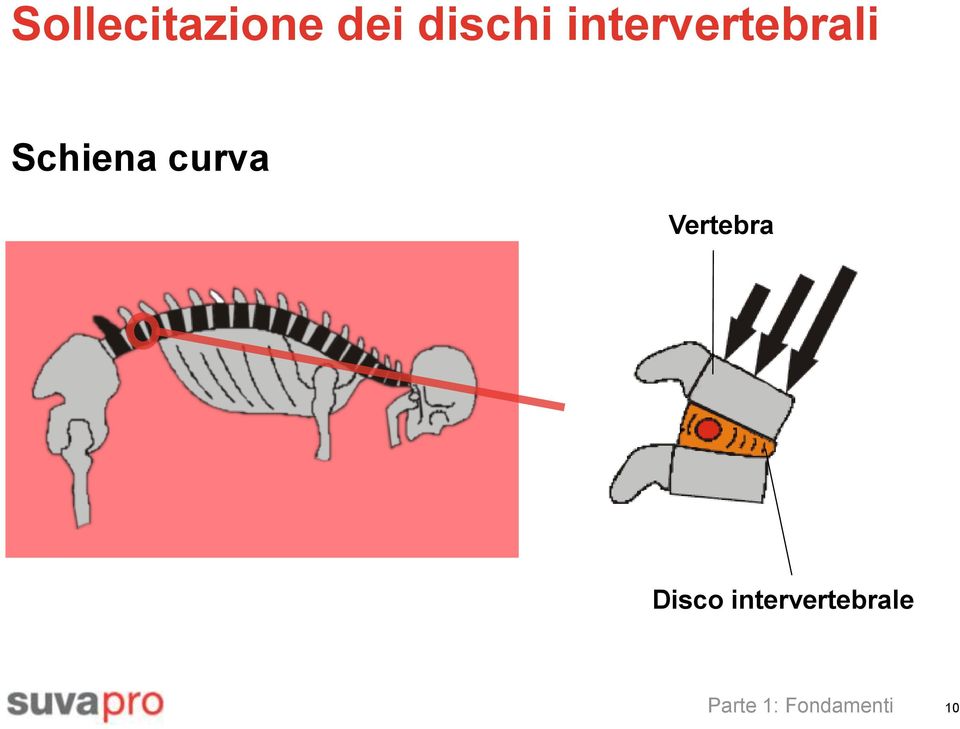 curva Vertebra Disco