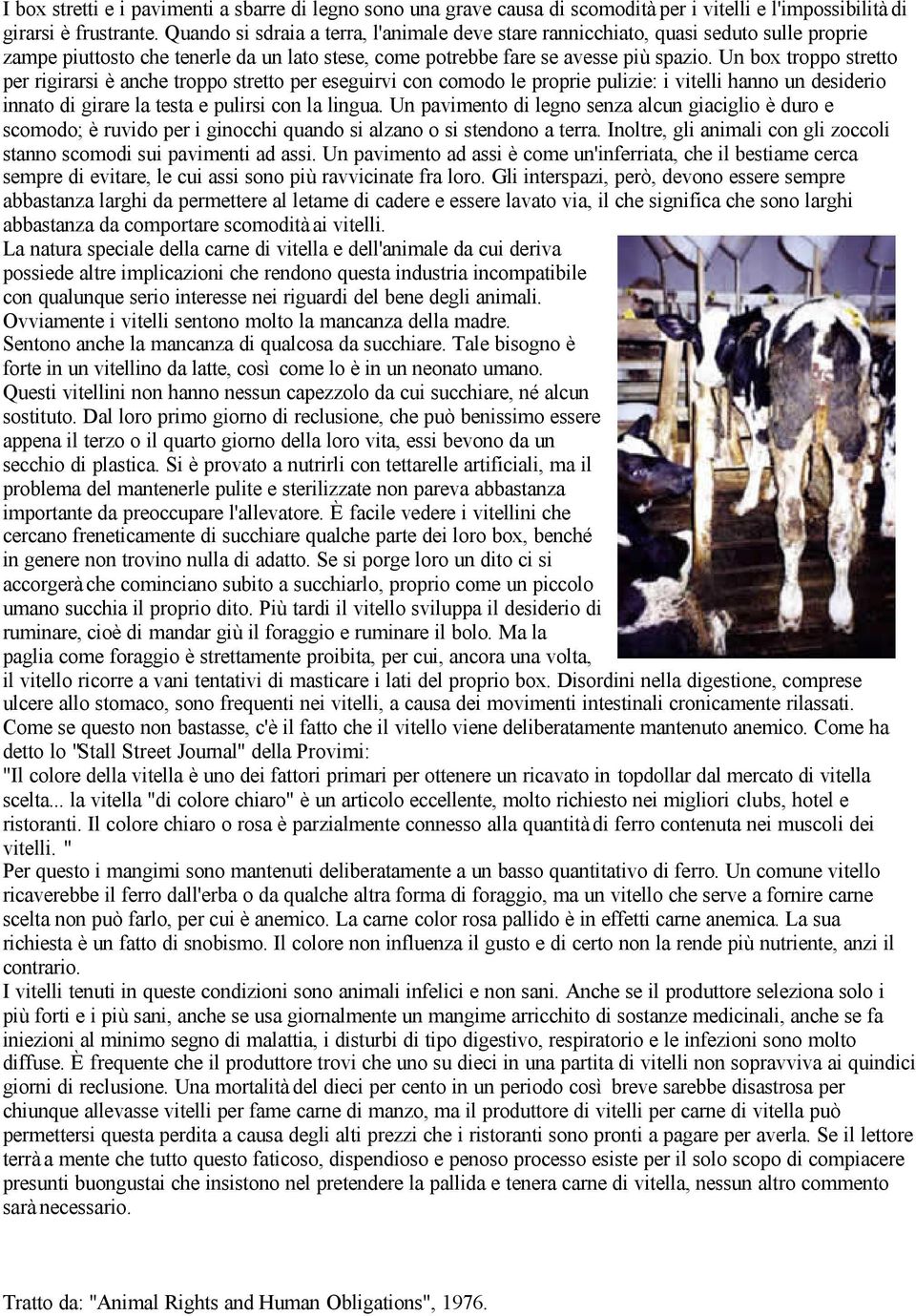 Un box troppo stretto per rigirarsi è anche troppo stretto per eseguirvi con comodo le proprie pulizie: i vitelli hanno un desiderio innato di girare la testa e pulirsi con la lingua.