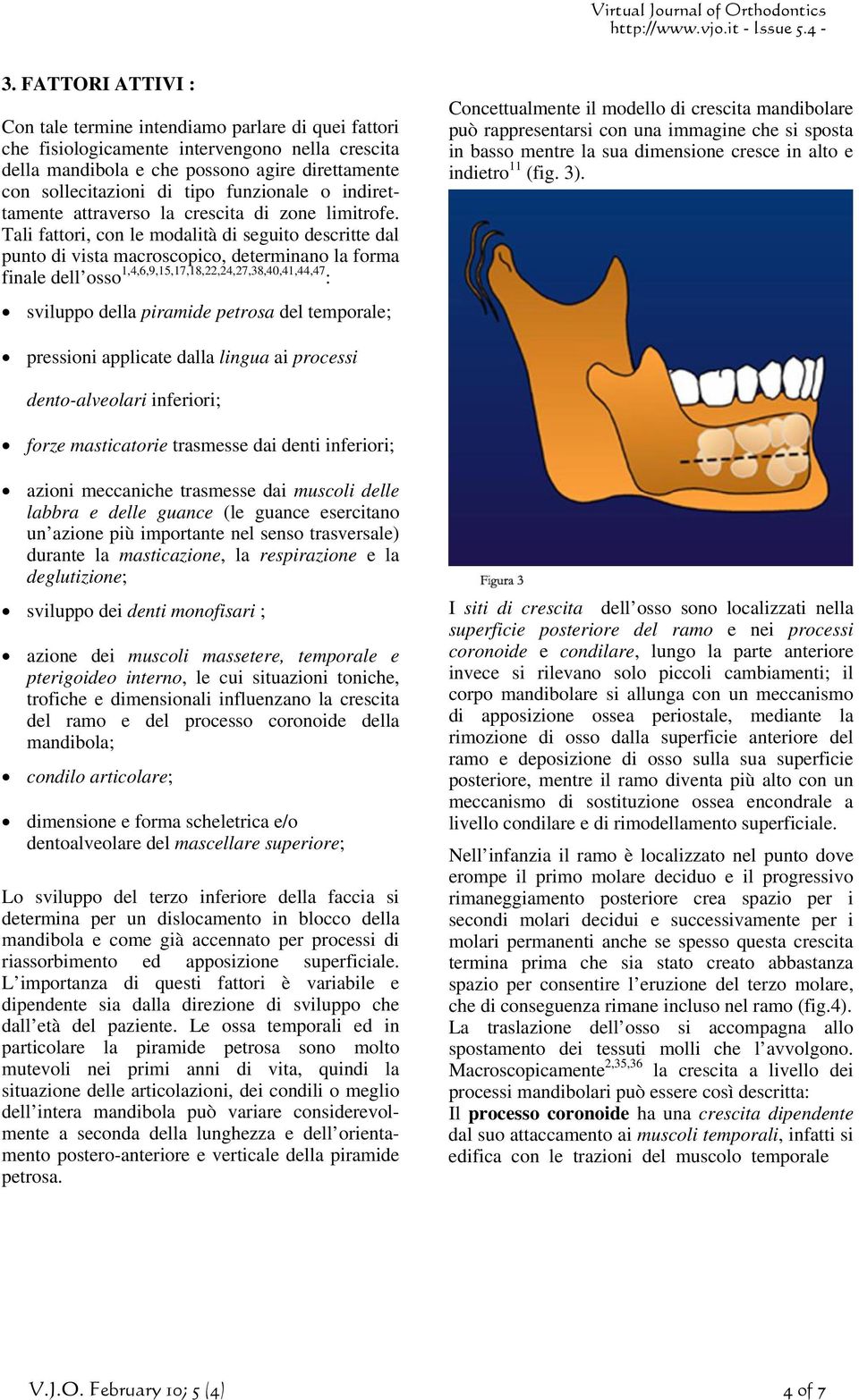 Tali fattori, con le modalità di seguito descritte dal punto di vista macroscopico, determinano la forma finale dell osso 1,4,6,9,15,17,18,22,24,27,38,40,41,44,47 : sviluppo della piramide petrosa