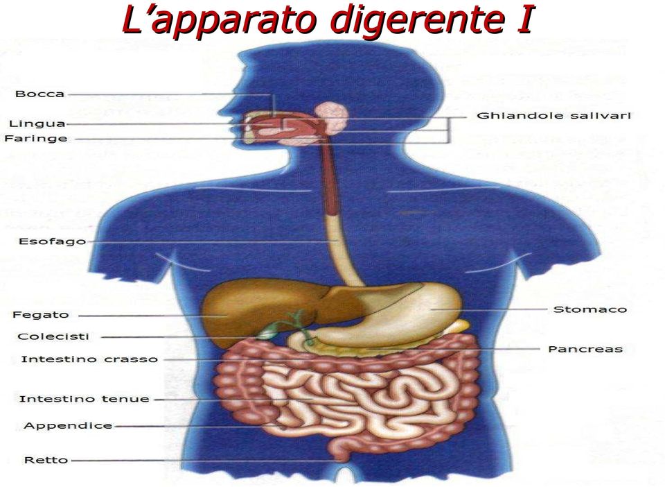 digerente