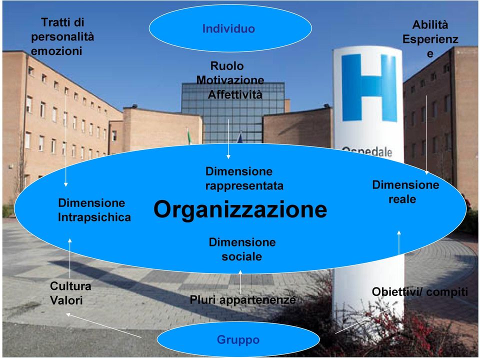 Cultura Valori Dimensione rappresentata Organizzazione