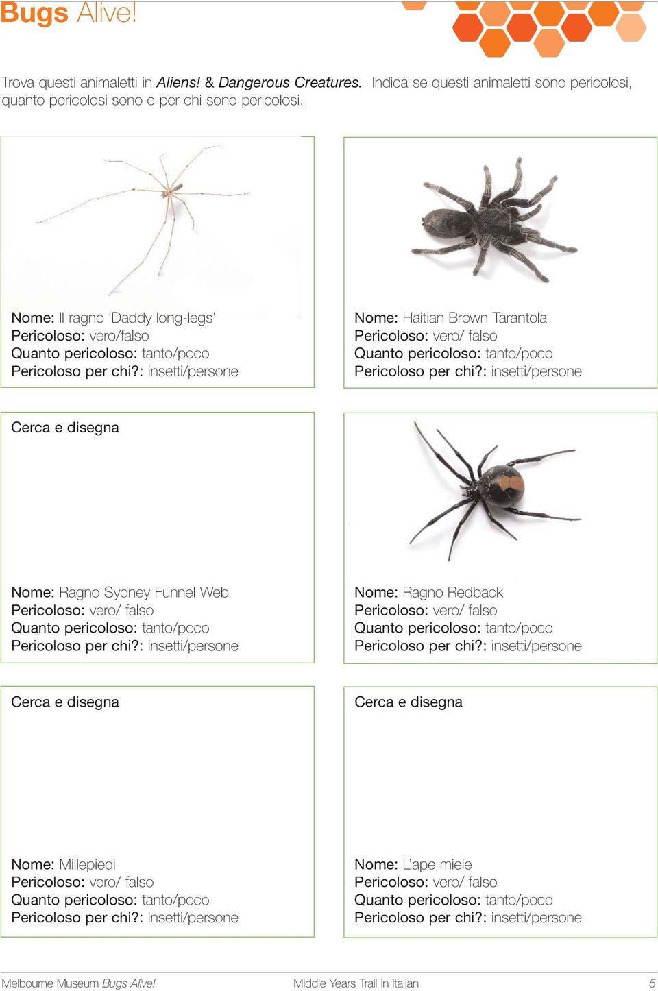Nome: Il ragno Daddy long-legs Pericoloso: vero/falso Nome: Haitian Brown Tarantola Cerca e disegna Nome: