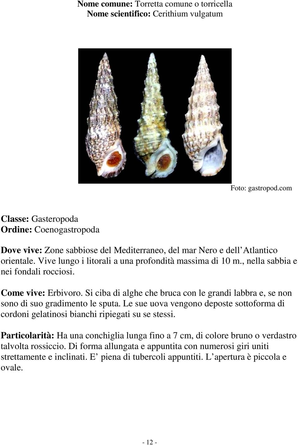 , nella sabbia e nei fondali rocciosi. Come vive: Erbivoro. Si ciba di alghe che bruca con le grandi labbra e, se non sono di suo gradimento le sputa.