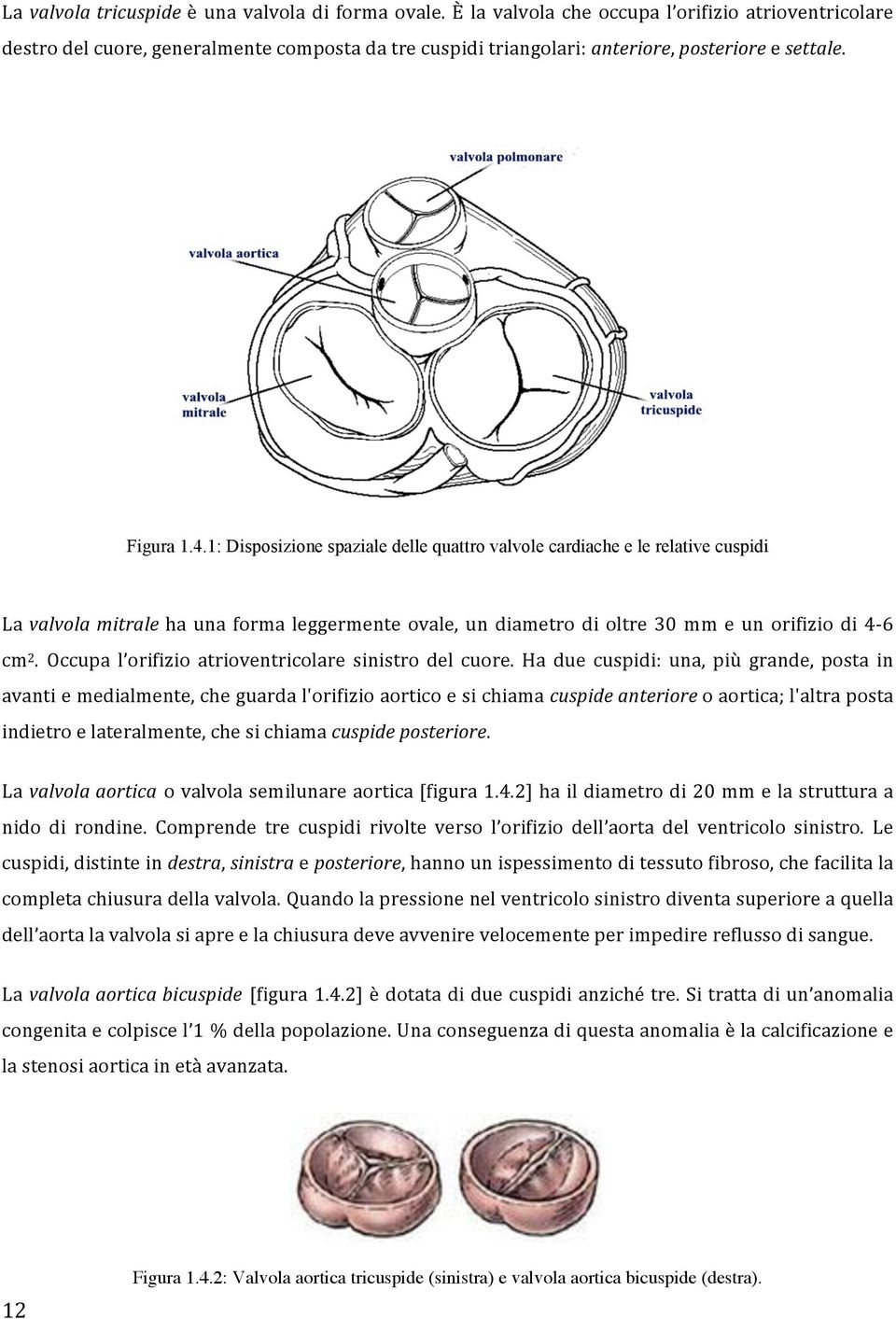 1: Disposizione spaziale delle quattro valvole cardiache e le relative cuspidi La valvola mitrale ha una forma leggermente ovale, un diametro di oltre 30 mm e un orifizio di 4-6 cm 2.