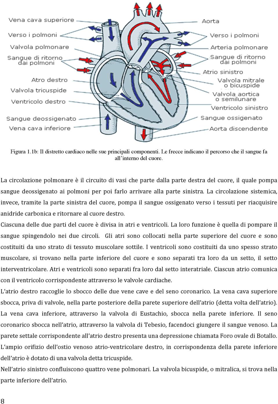 La circolazione sistemica, invece, tramite la parte sinistra del cuore, pompa il sangue ossigenato verso i tessuti per riacquisire anidride carbonica e ritornare al cuore destro.