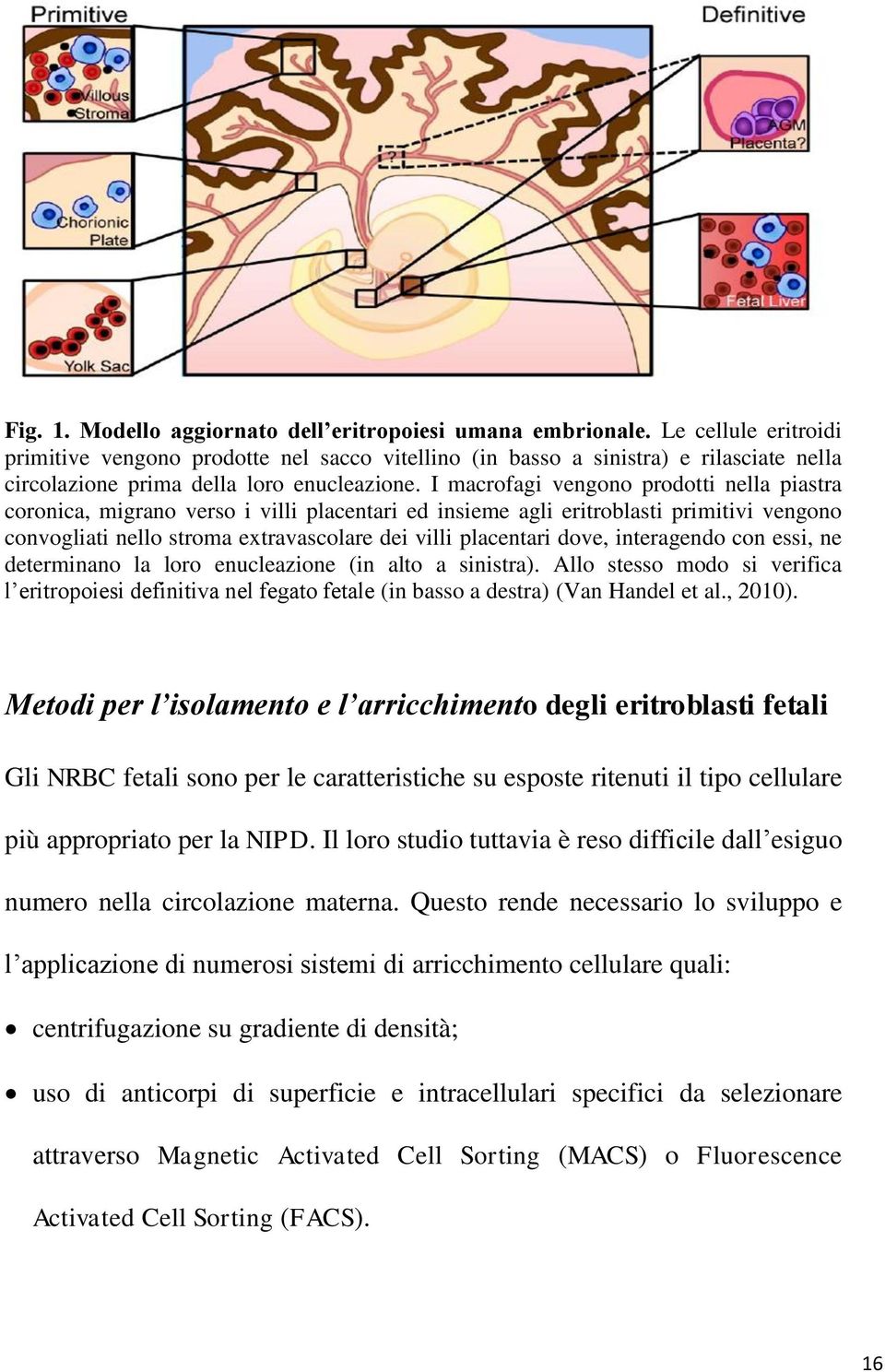 I macrofagi vengono prodotti nella piastra coronica, migrano verso i villi placentari ed insieme agli eritroblasti primitivi vengono convogliati nello stroma extravascolare dei villi placentari dove,