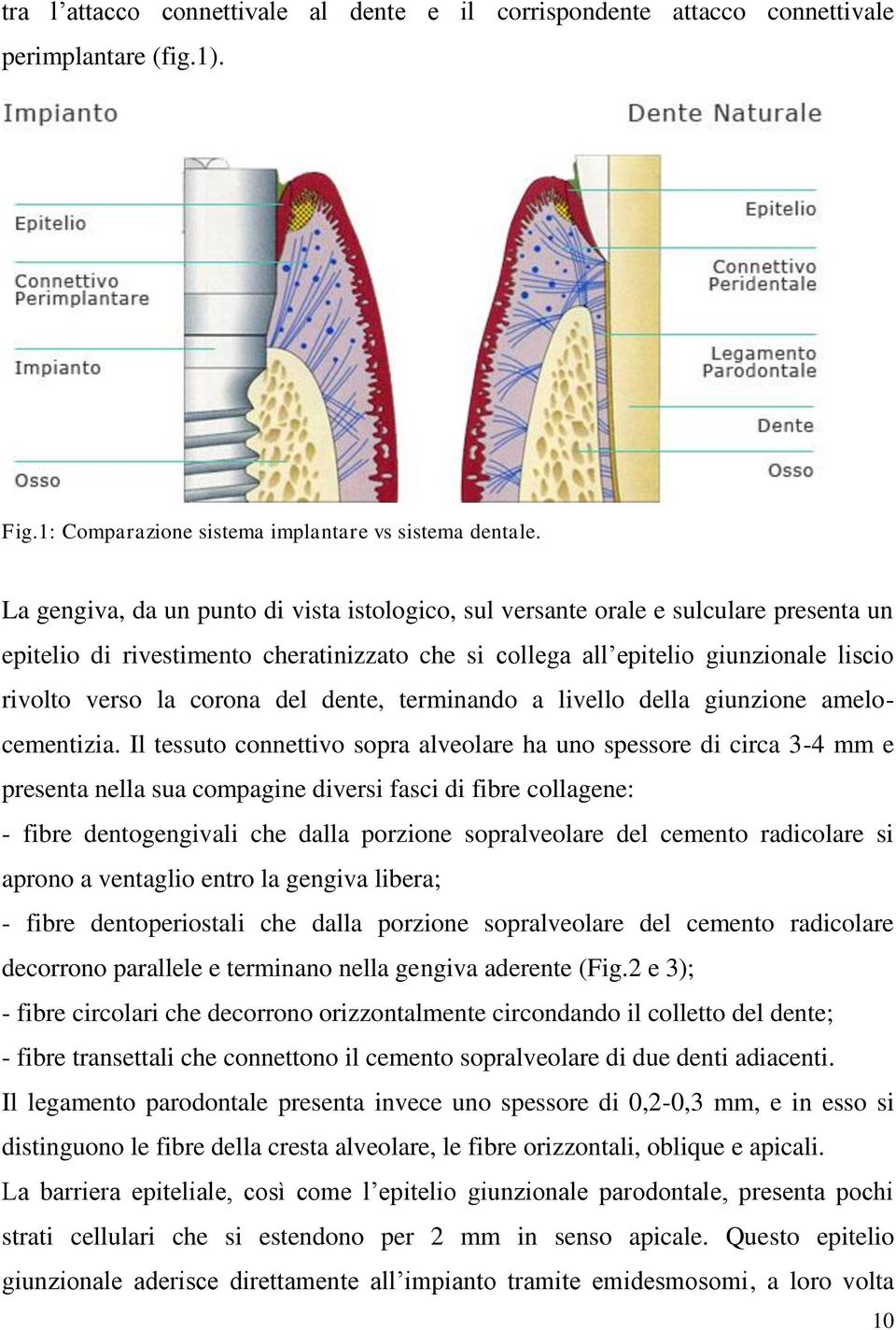 del dente, terminando a livello della giunzione amelocementizia.