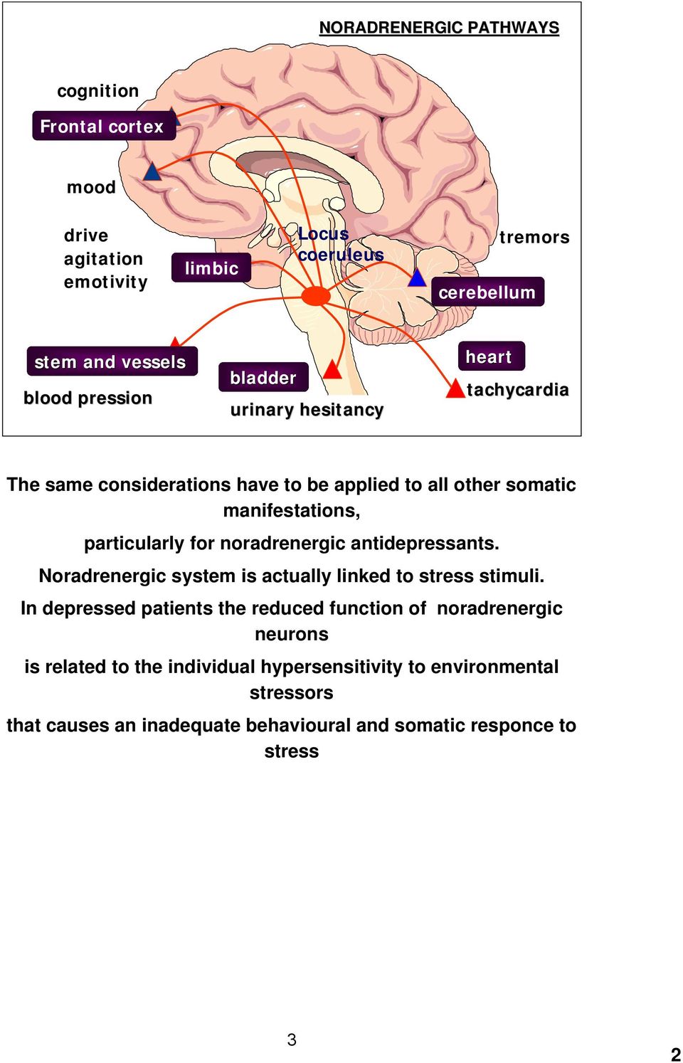 noradrenergic antidepressants. Noradrenergic system is actually linked to stress stimuli.