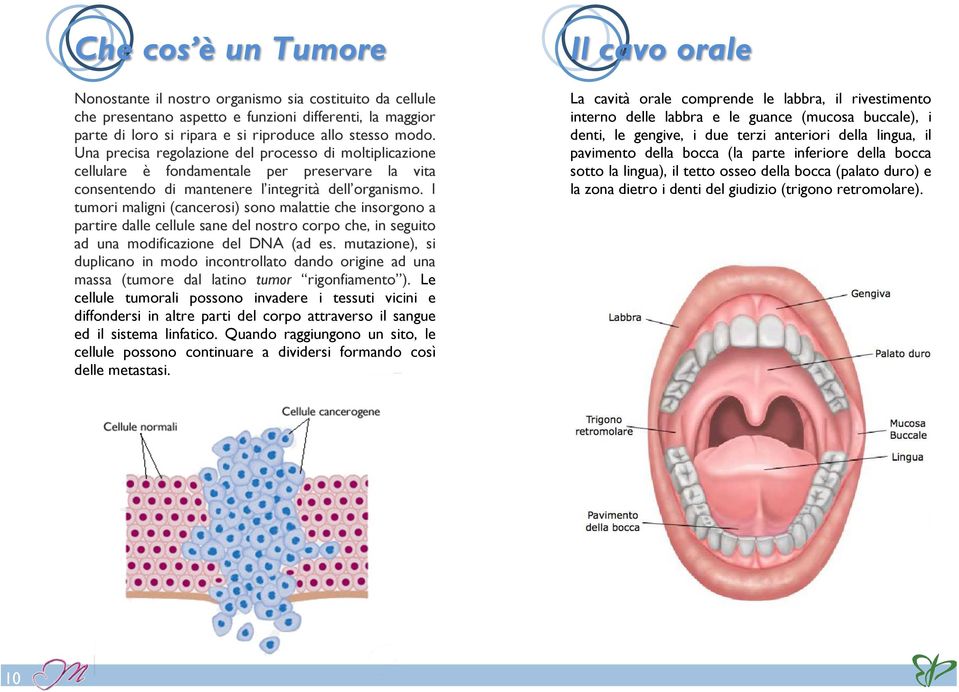 I tumori maligni (cancerosi) sono malattie che insorgono a partire dalle cellule sane del nostro corpo che, in seguito ad una modificazione del DNA (ad es.