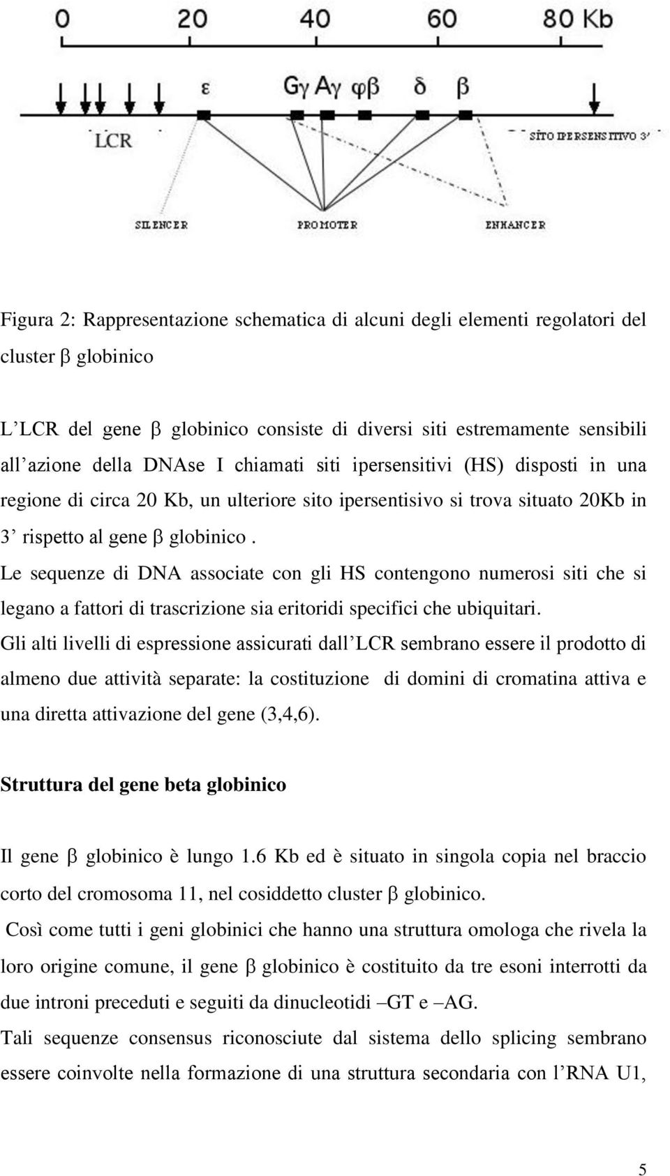 Le sequenze di DNA associate con gli HS contengono numerosi siti che si legano a fattori di trascrizione sia eritoridi specifici che ubiquitari.