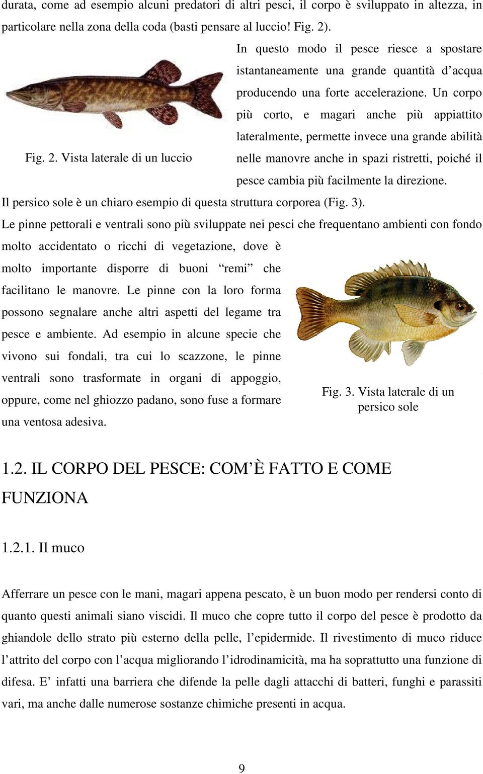 Un corpo più corto, e magari anche più appiattito lateralmente, permette invece una grande abilità nelle manovre anche in spazi ristretti, poiché il pesce cambia più facilmente la direzione.