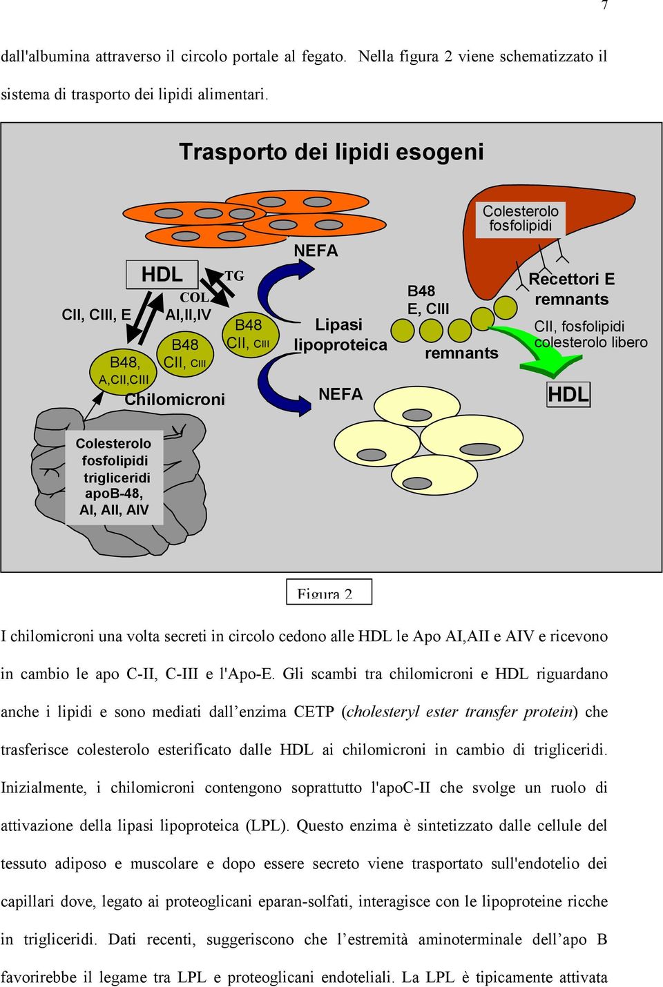 Recettori E remnants CII, fosfolipidi colesterolo libero HDL Colesterolo fosfolipidi trigliceridi apob-48, AI, AII, AIV Figura 2 I chilomicroni una volta secreti in circolo cedono alle HDL le Apo