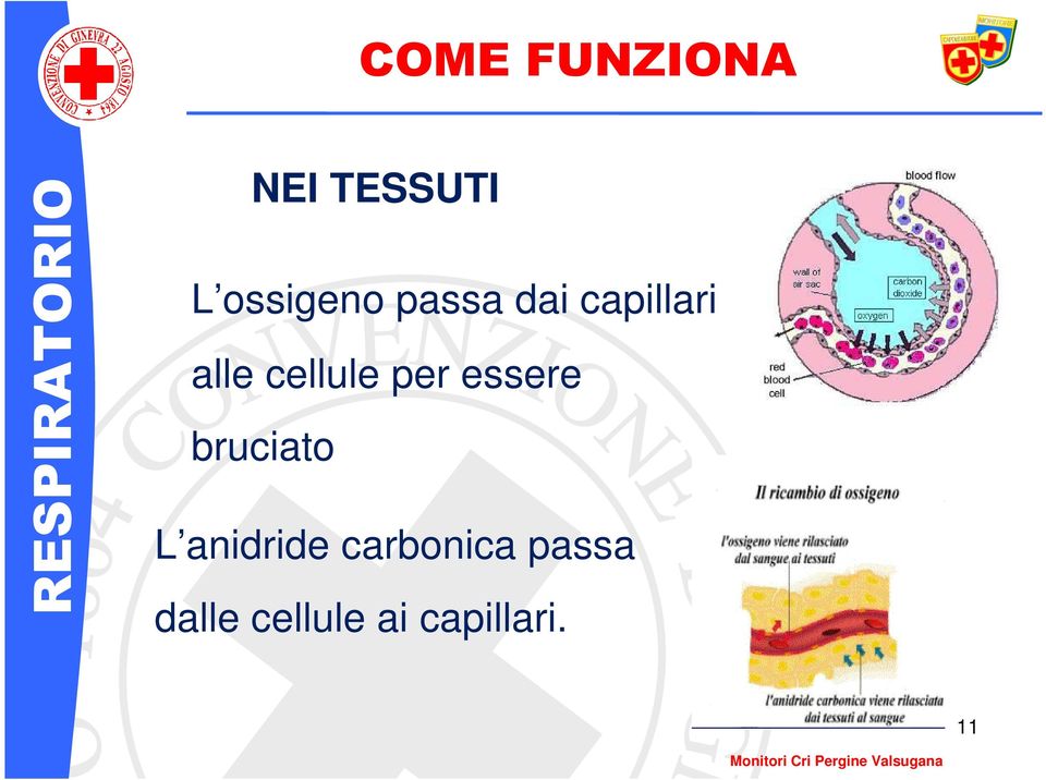 cellule per essere bruciato L anidride