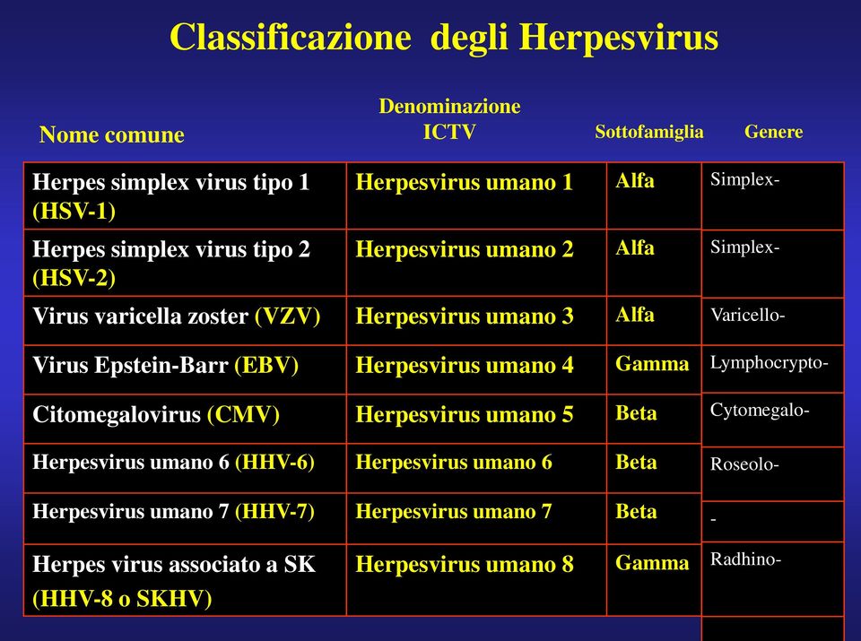 (EBV) Herpesvirus umano 4 Gamma Citomegalovirus (CMV) Herpesvirus umano 5 Beta Herpesvirus umano 6 (HHV-6) Herpesvirus umano 6 Beta Herpesvirus umano 7