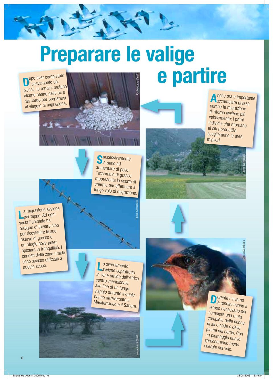 aree migliori. S uccessivamente iniziano ad aumentare di peso: l accumulo di grasso rappresenta la scorta di energia per effettuare il lungo volo di migrazione.
