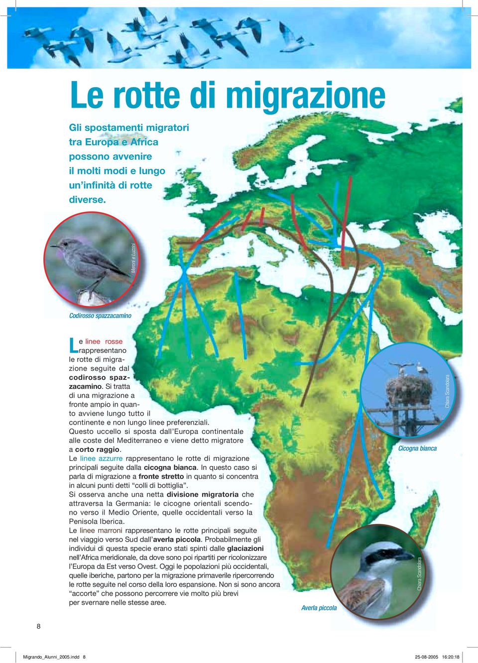 Si tratta di una migrazione a fronte ampio in quanto avviene lungo tutto il continente e non lungo linee preferenziali.