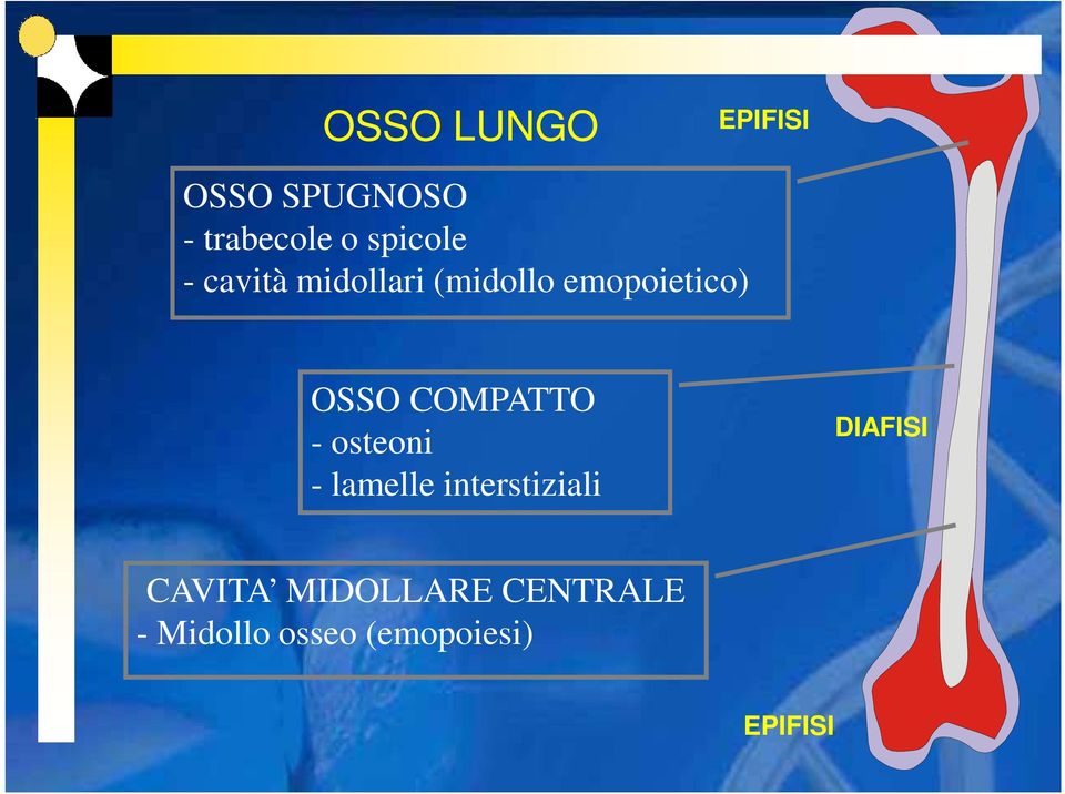 COMPATTO - osteoni - lamelle interstiziali DIAFISI