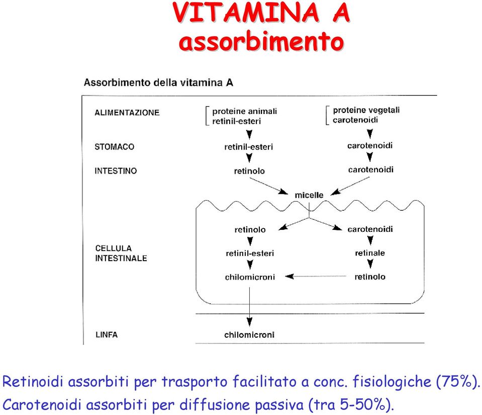 conc. fisiologiche (75%).