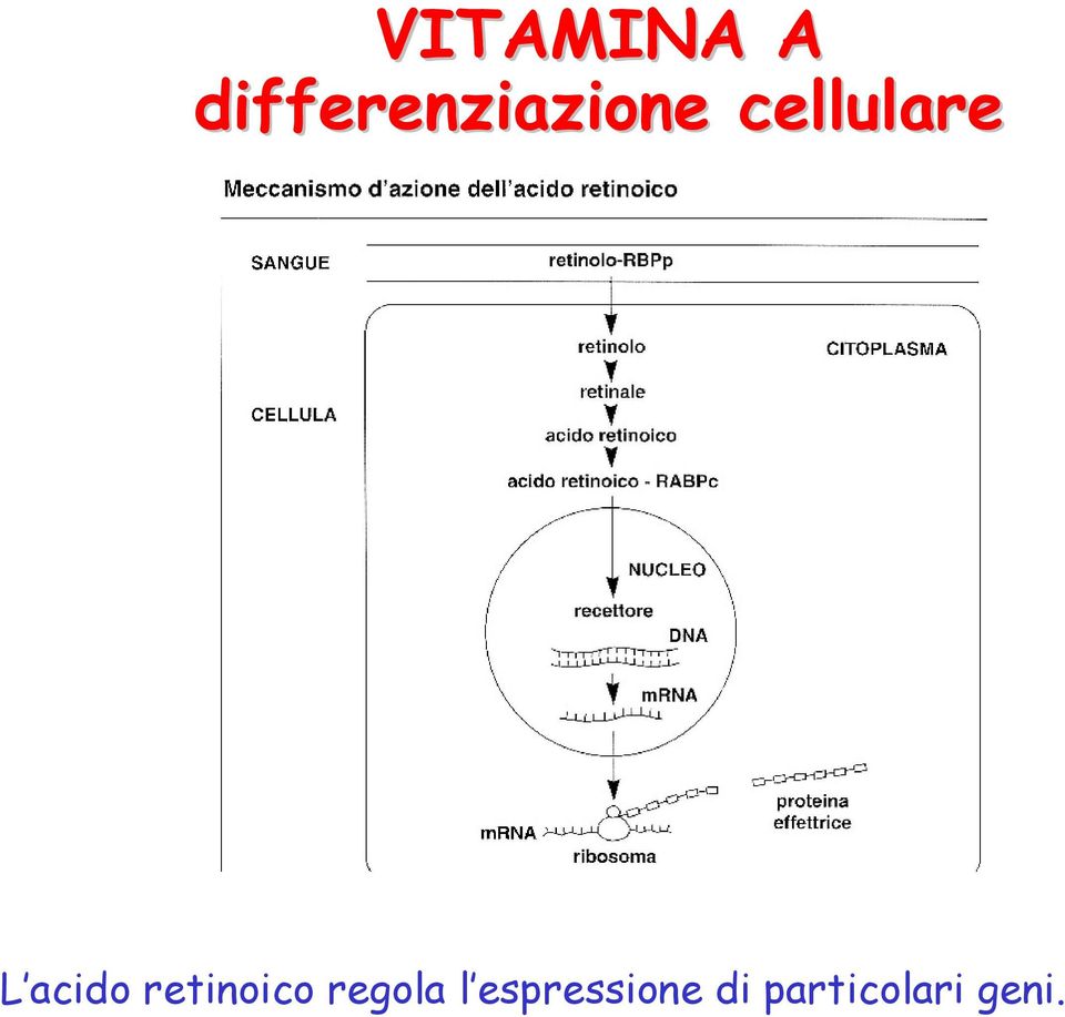 cellulare L acido