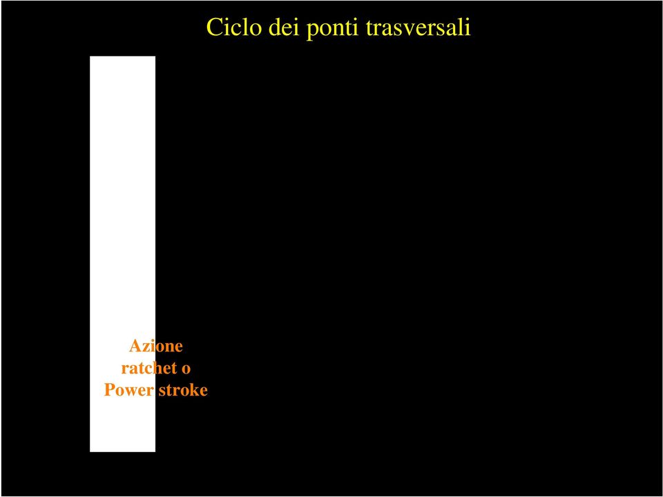 Ciclo dei