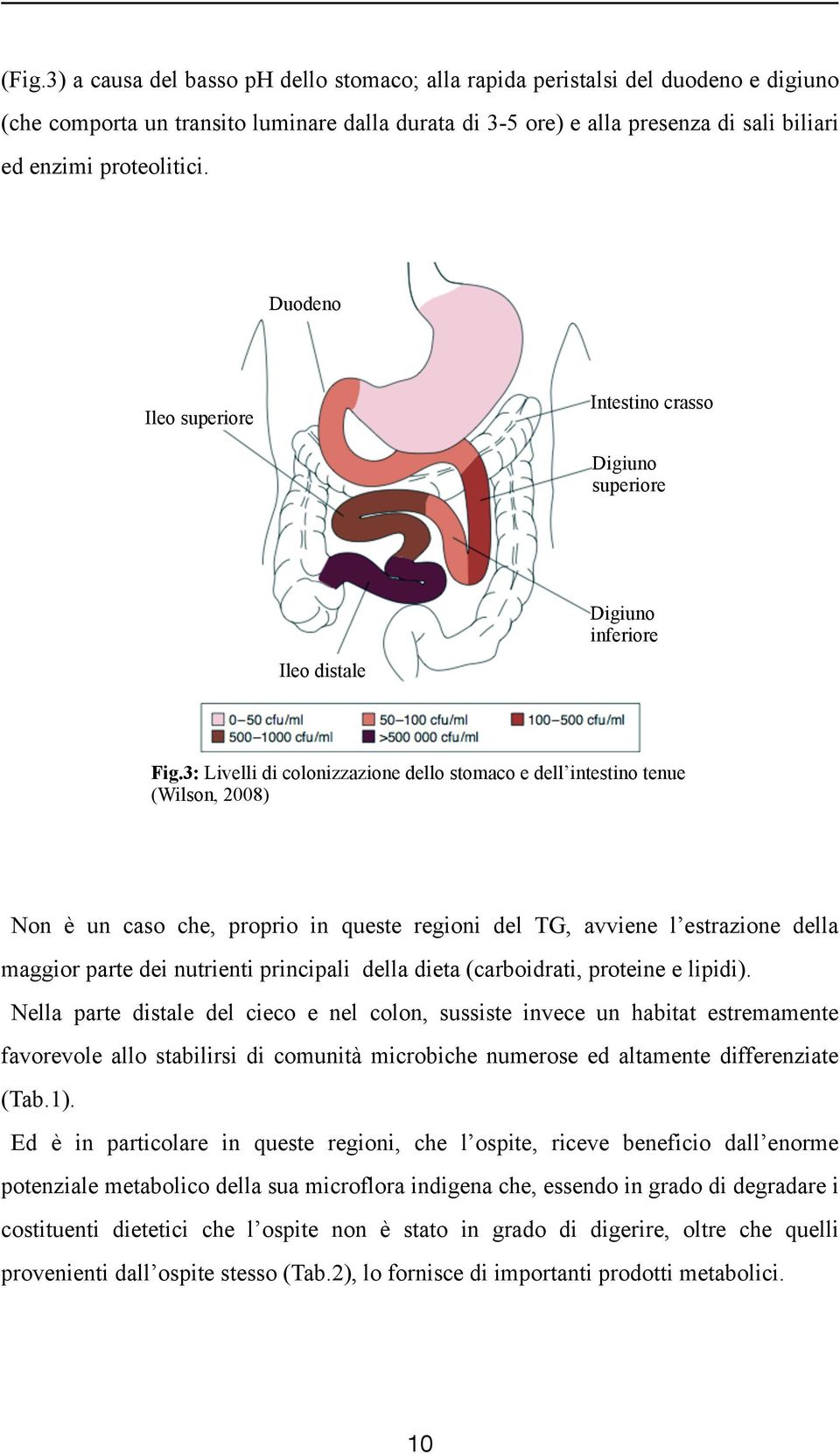 3: Livelli di colonizzazione dello stomaco e dell intestino tenue (Wilson, 2008) Non è un caso che, proprio in queste regioni del TG, avviene l estrazione della maggior parte dei nutrienti principali